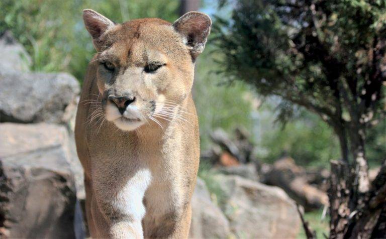 Mountain Lion Sighting - The Escondido Creek Conservancy