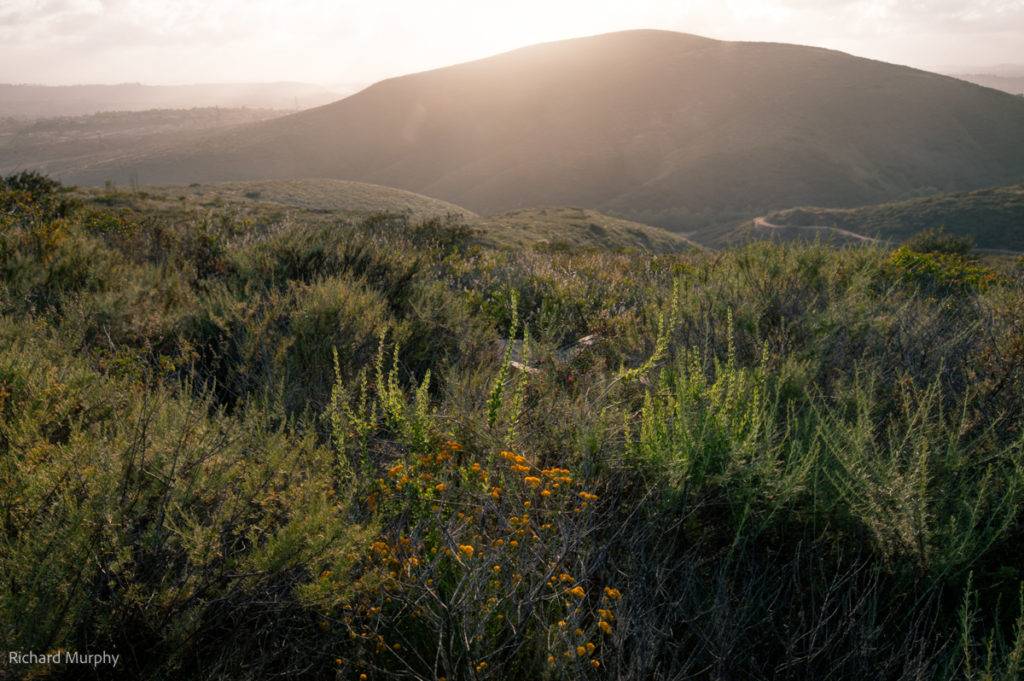 The LeoMar Preserve, a landscape photo at sunset with grassy fields and flowers in the foreground, and sun rays emanating out from behind a hill in the background. Just visible in the distance is the shimmer of the ocean.