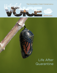 The cover of the Watershed Voice newsletter. Header at the top, and a Monarch Butterfly still in a transparent chrysalis with a blurry green background