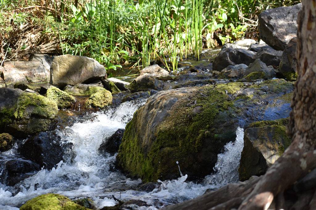 A rushing creek splashing around a large moss covered boulder on the Onyx Ridge preserved land of the Escondido Creek Conservancy.