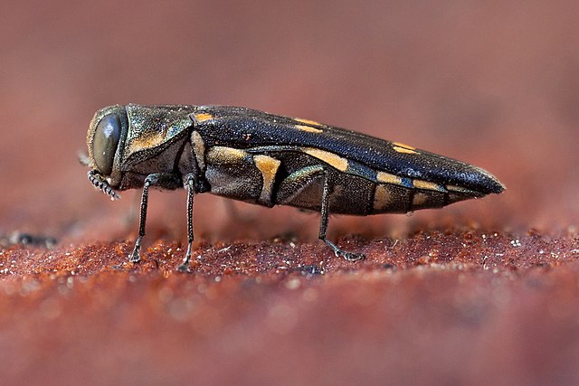 A close up image of a Goldspotted Oak Borer beetle