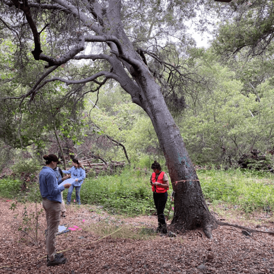 The Escondido Creek team participating in the Goldspotted Oak Borer survey