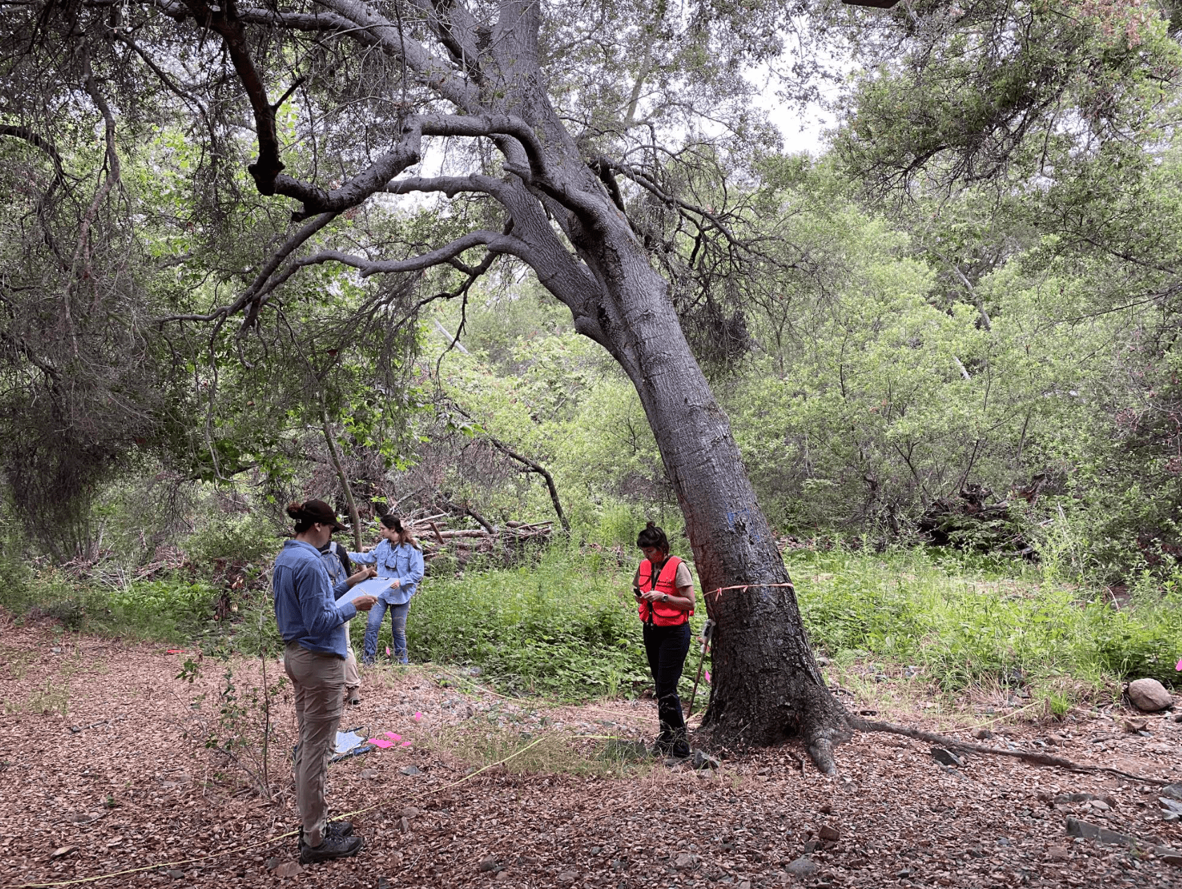 The Escondido Creek team participating in the Goldspotted Oak Borer survey