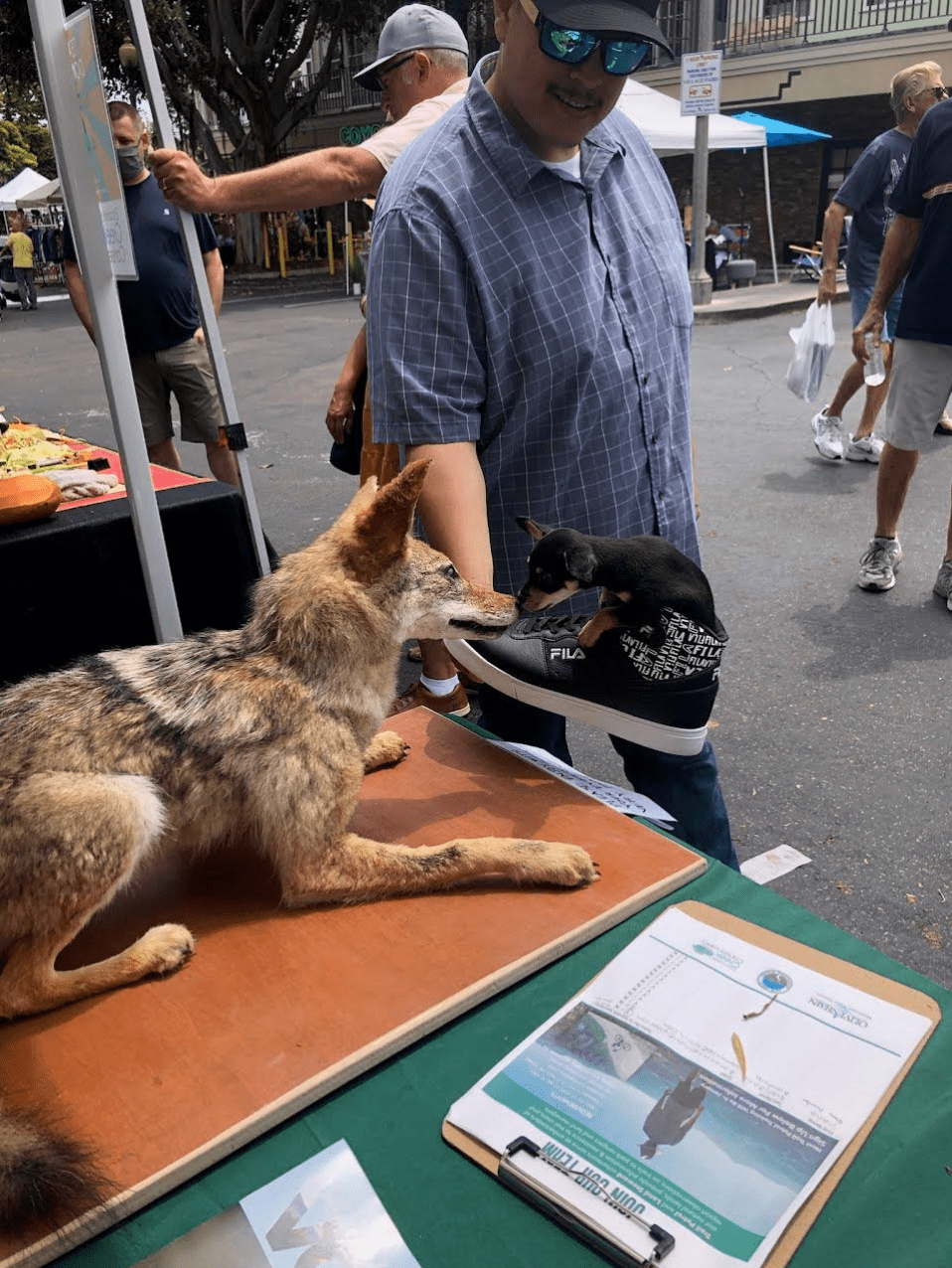A man holds a black hi-top tennis show with a small black dog in it up to a stuffed coyote on a card table at a street fair where the dog sniffs the coyote. They are nose to nose.