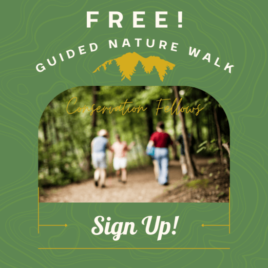 A flyer for a guided nature walk. Some blurry hikers walk into a forest.