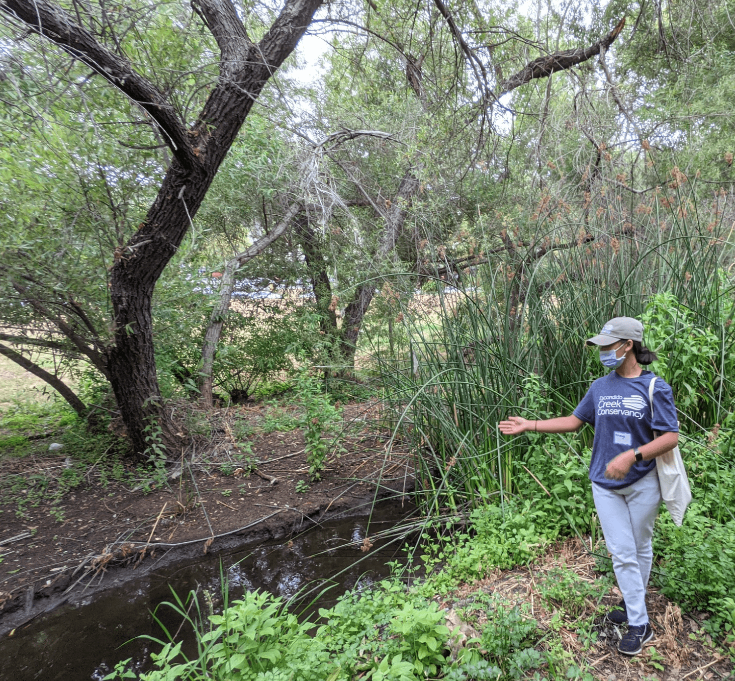 A High School student in blue jeans, blue t-shirt, cap and medical masks directs attention to a creek nearby. Green ferns and plants line the banks of the creek under thick tree cover.