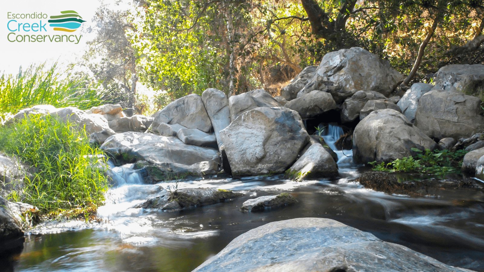 A wide shot of a bend in a creek. Rushing water pools around oversized boulders under trees. The sun shines through illuminating the water which has a green algae image.