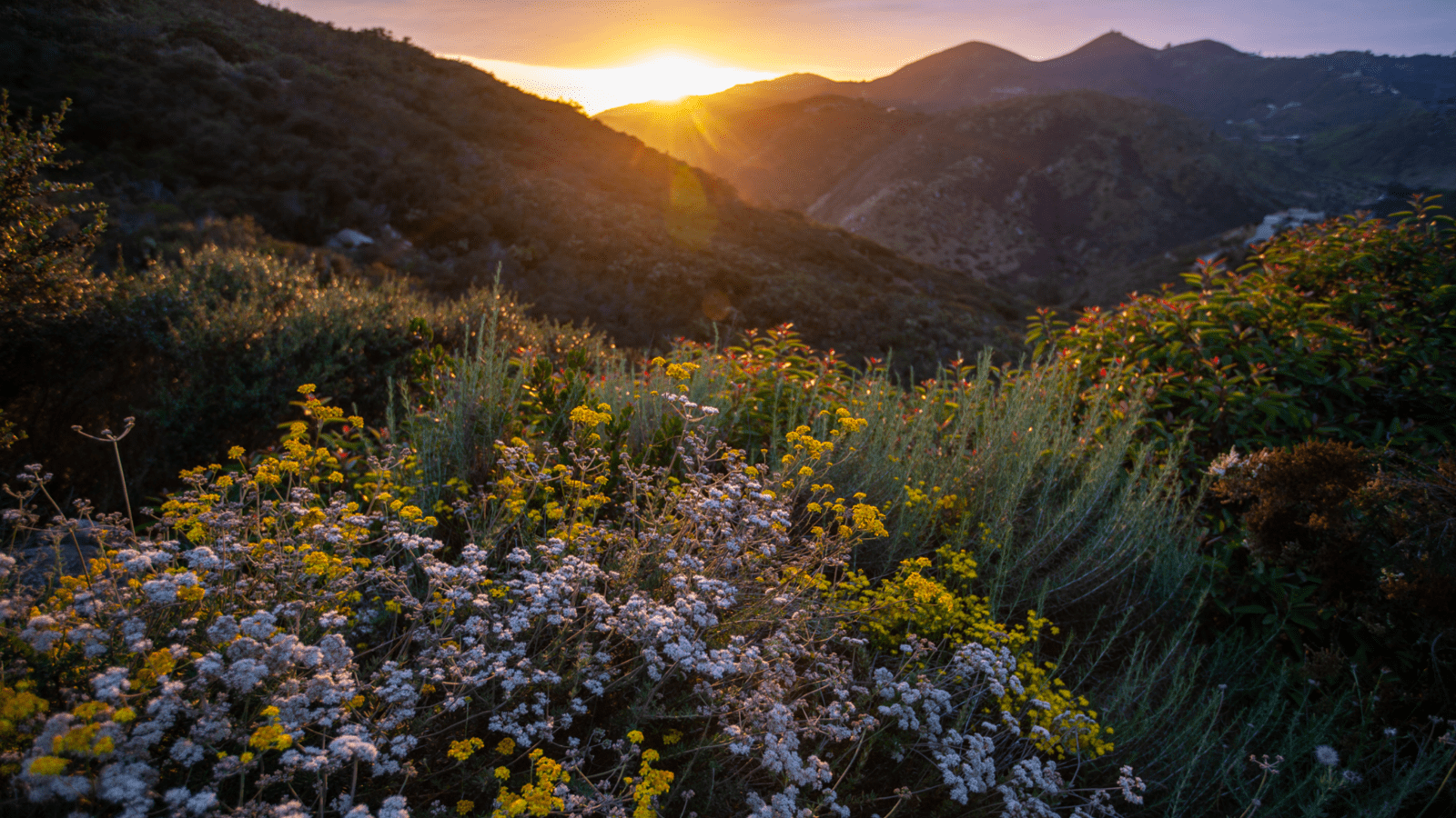 A sunset in the gap between to mountains with purple and yellow flowers illuminated in the foreground.