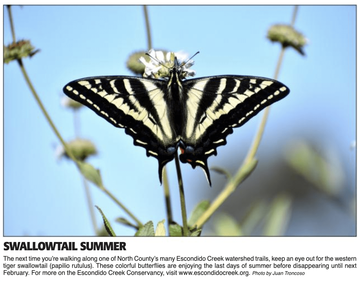A newspaper clipping with a color photo of a tiger swallowtail butterfly pollinating a flower. Pale yellow and black tiger stripes line the wings with a little blue dot down at the base of the wing.