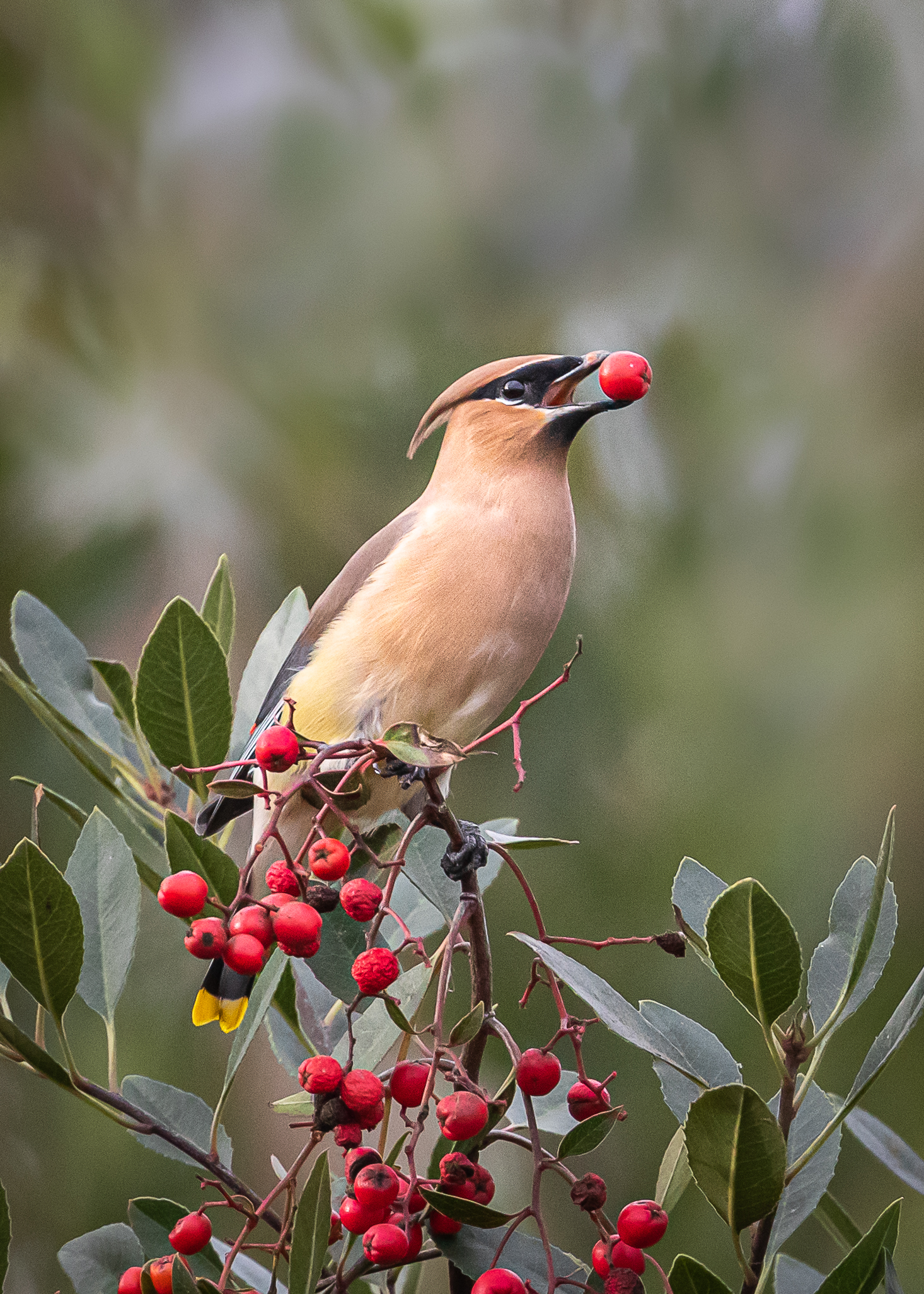 Cedar Waxwing on a Toyon Tree branch covered in red berries with a berry in its mouth.
