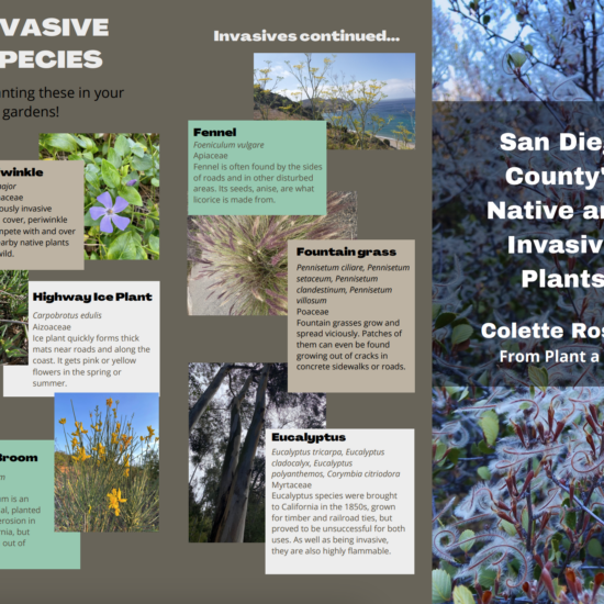 A San Diego native and invasive plant brochure.