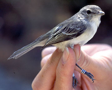 A small white and black bird with a leg band being held by a hand up to the camera.