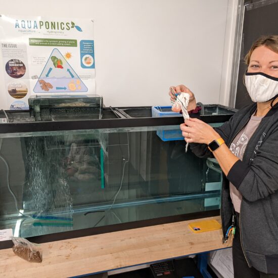 High Tech Elementary teacher Stephanie Lance, a first-time participant in the program, prepares to place a bundle of trout eggs in her aquarium.