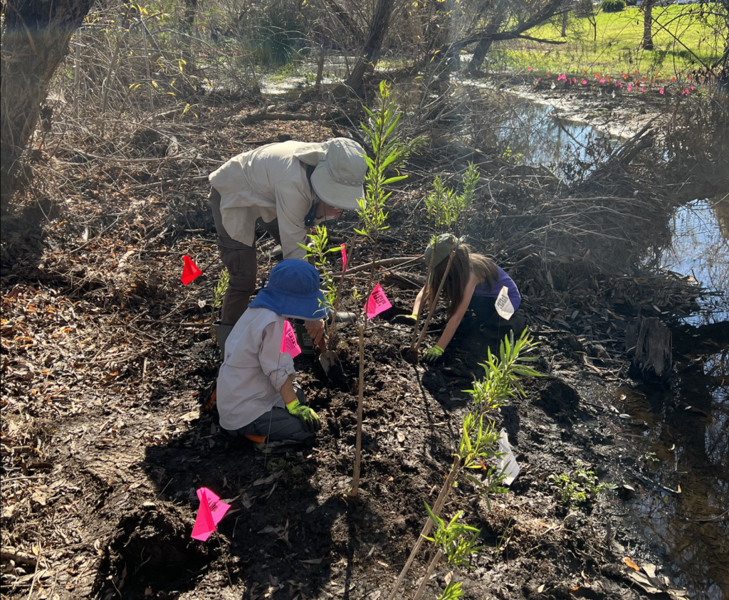 Three volunteers put native plants into the ground next to a creek.
