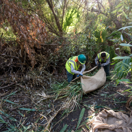 Urban Corps workers remove invasive palms from a creek bed.