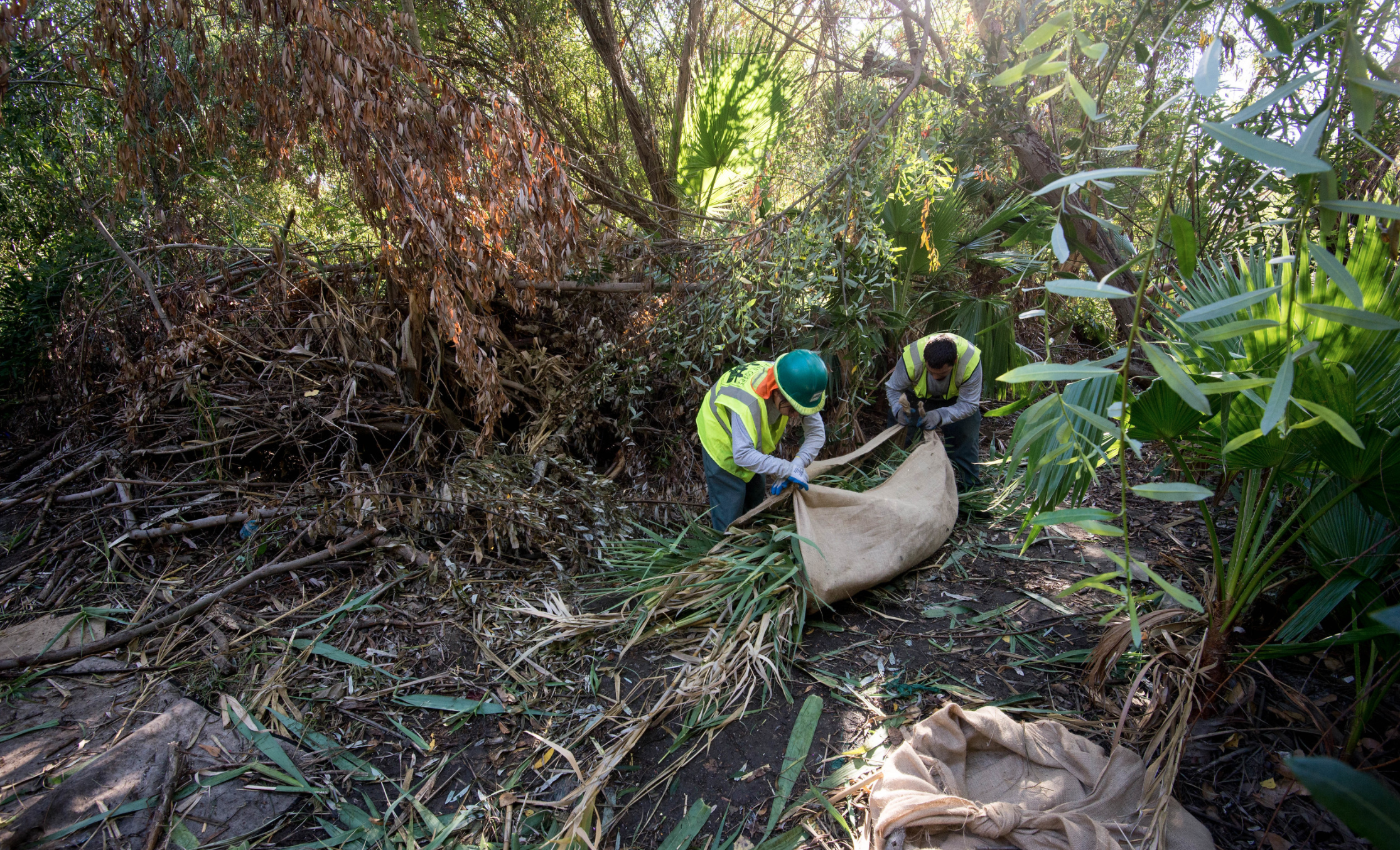 Urban Corps workers remove invasive palms from a creek bed.