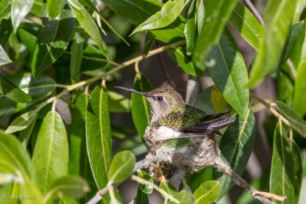 A hummingbird sits in a nest tucked in among the foliage of a bush.
