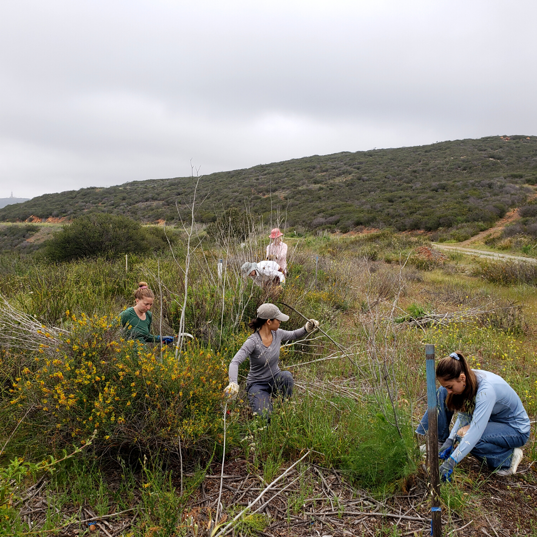 Volunteers are crouched down at the base of a rolling hill pulling invasive mustard weed out of the ground under a grey sky.