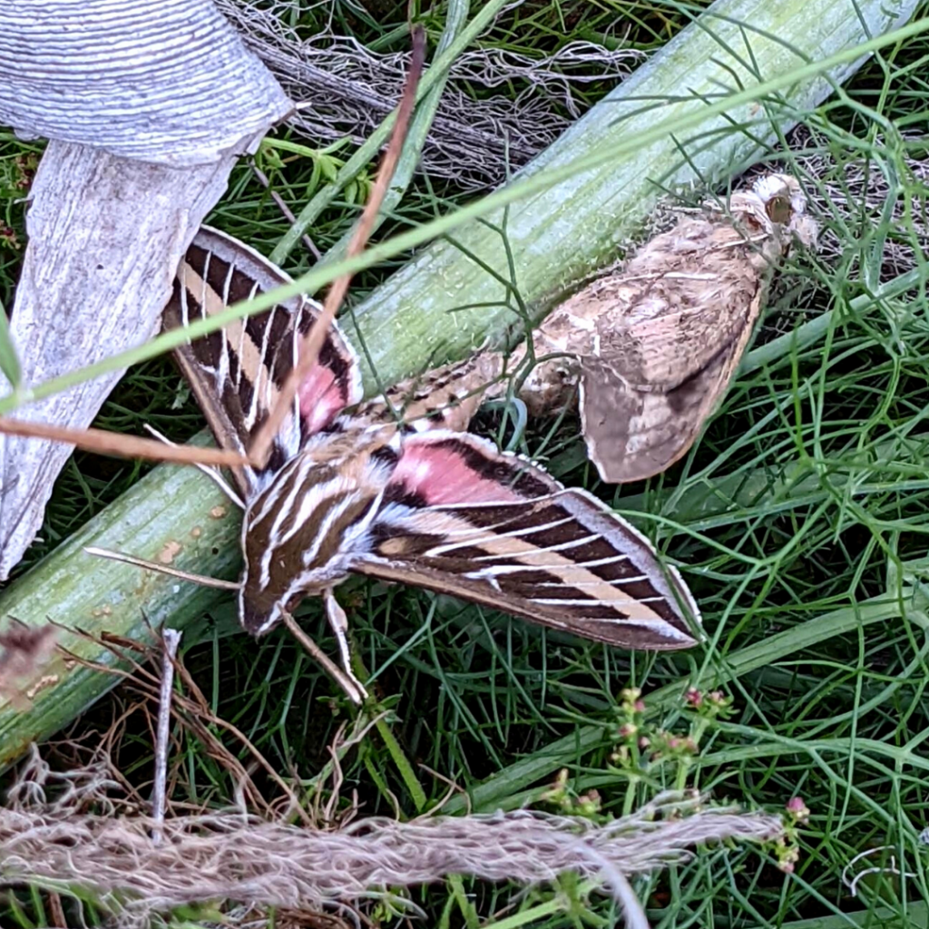 An overhead of mating white-lined sphinx moths mating on the grass. The male sphinx moth has an elaborate set of brown, beige, and pink striped markings and the female is a blend of brown, beige, and white.