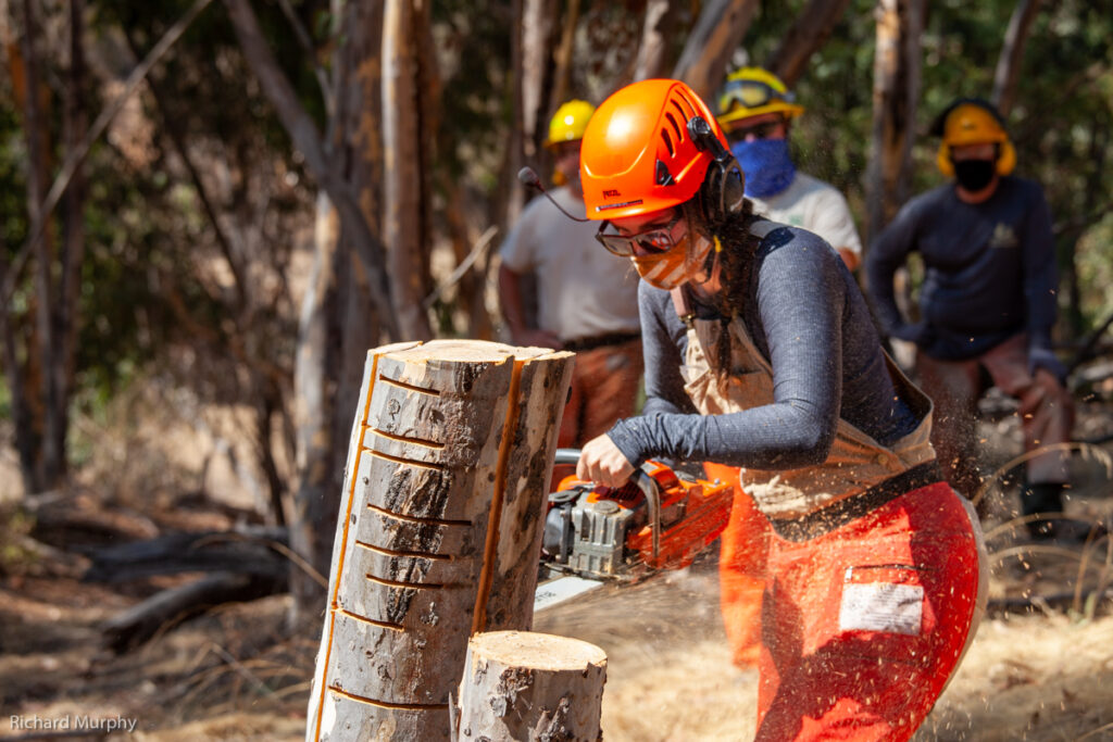 A women in orange safety gear uses a chainsaw to cut through a stump in the woods.