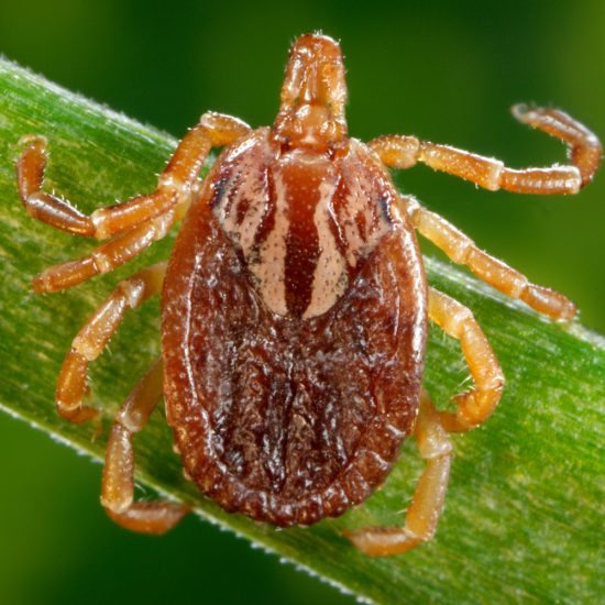 It's tick season so check out the Conservancy's best practices when coming across these parasites.