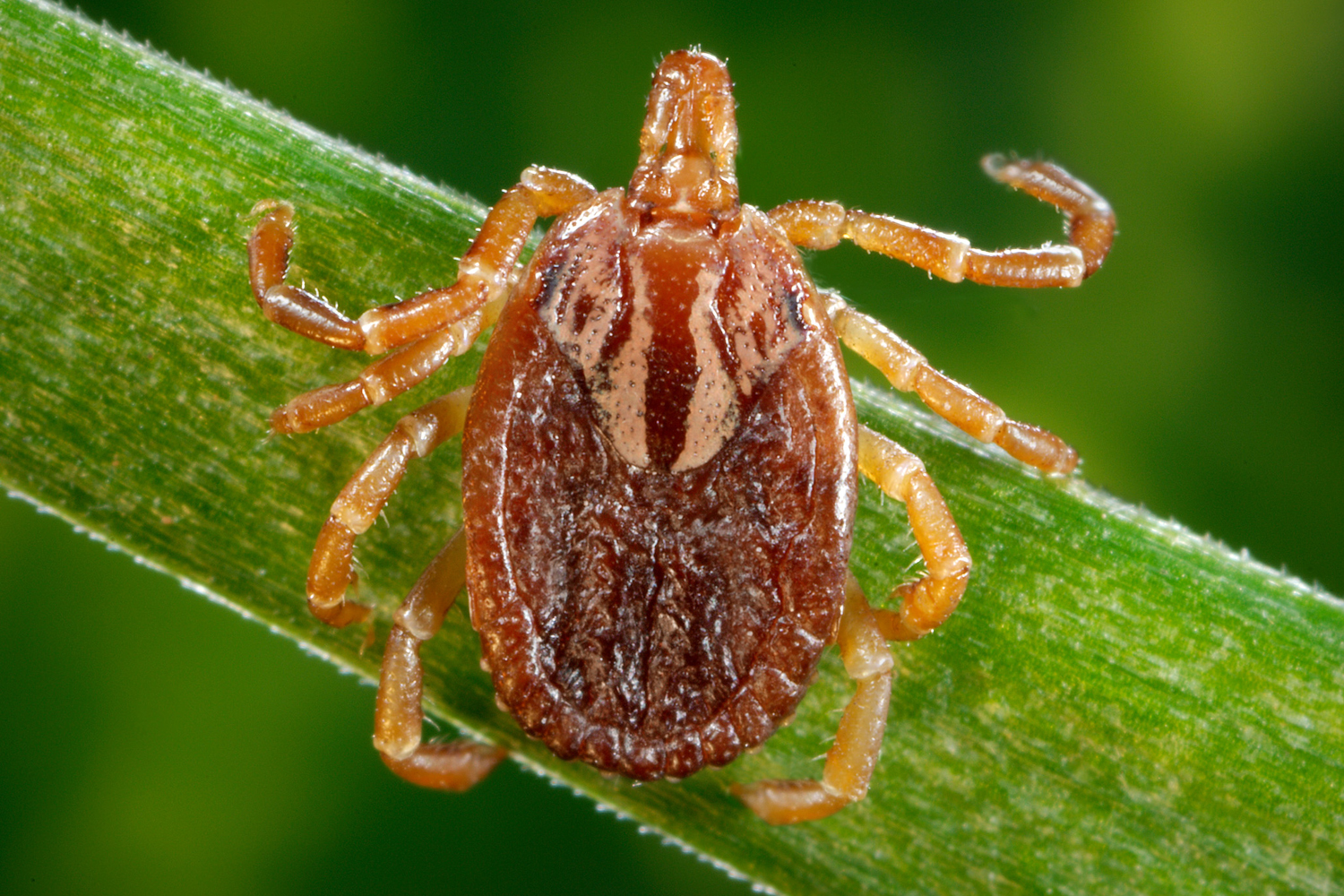 It's tick season so check out the Conservancy's best practices when coming across these parasites.