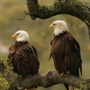 Connecting-Conservation-Corridors-2023-02-eagles